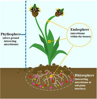 Engineering Host Microbiome for Crop Improvement and Sustainable Agriculture